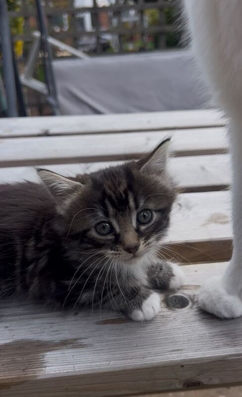 Kittens for sale - Image 3 of 4