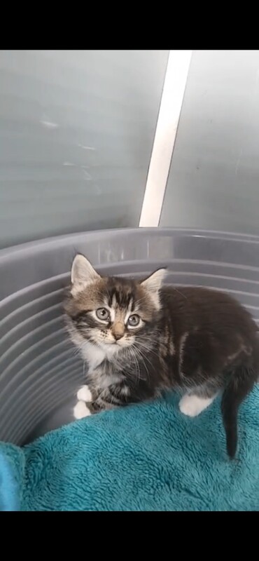 Kittens for sale - Image 4 of 4