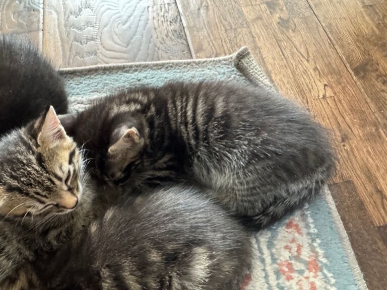 Kittens for sale.