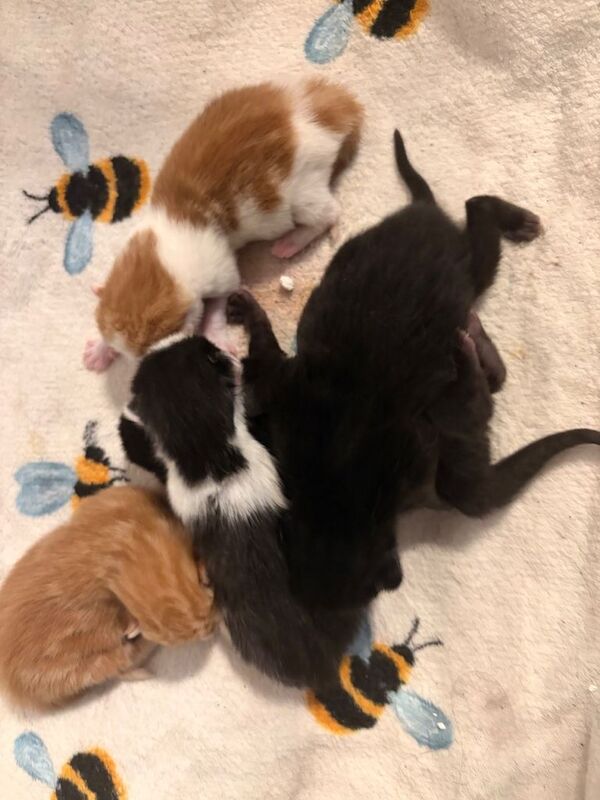 Kittens for sale