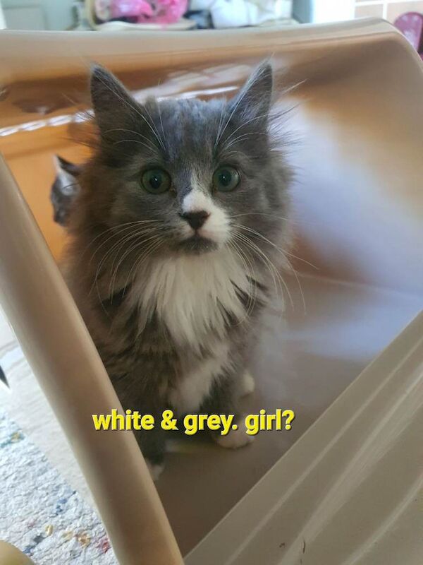 Maine Coon Kittens For Sale Under £300