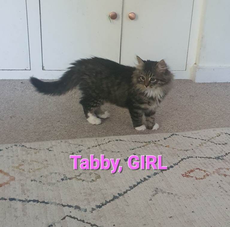 Maine Coon kittens for sale in Bournemouth, Dorset β 6 months old - Image 2 of 6