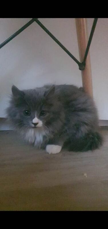 Maine Coon kittens for sale in Bournemouth, Dorset β 6 months old - Image 4 of 6