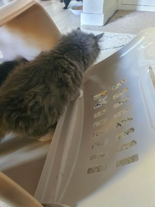 Maine Coon kittens for sale in Bournemouth, Dorset β 6 months old - Image 6 of 6