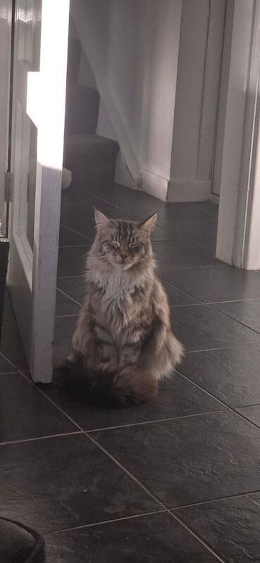 Maine Coon kittens for sale in Arnold, Nottinghamshire – 10 weeks old - Image 2 of 3