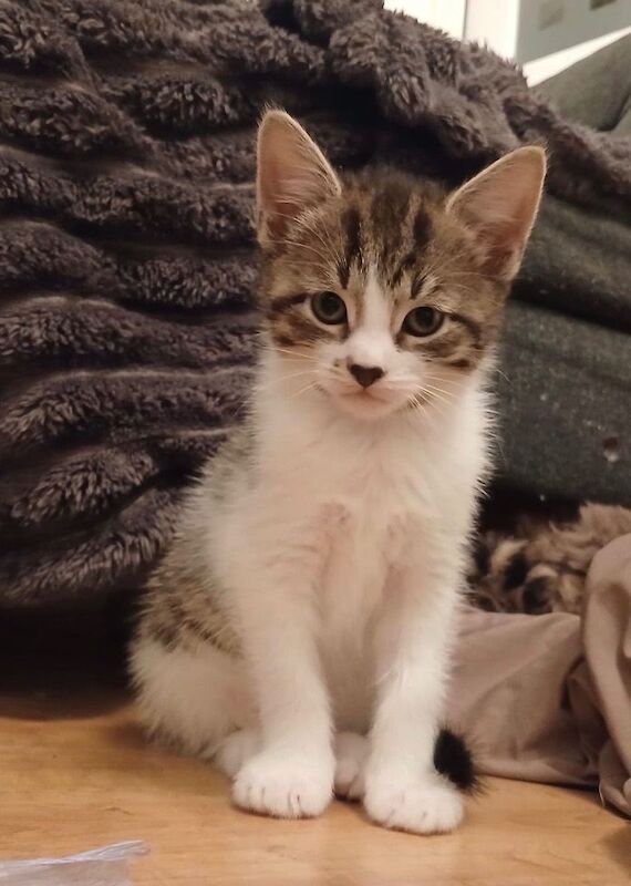 Kittens - main coon cross ragdoll