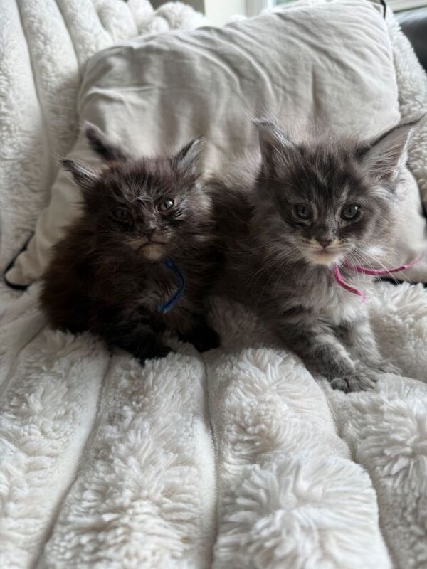 Kittens Maine Coon girl and boy