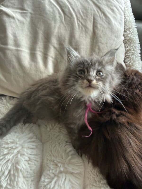 Kittens Maine Coon girl and boy - Image 2 of 5