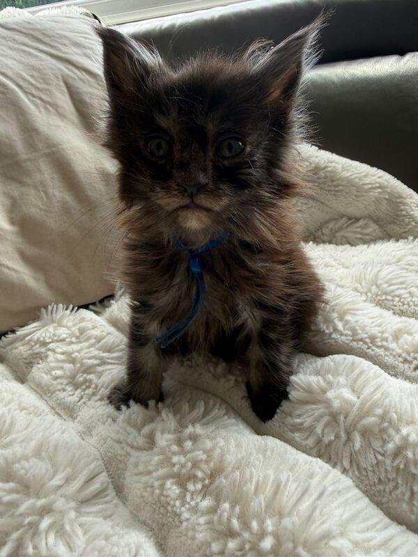 Kittens Maine Coon girl and boy - Image 3 of 5