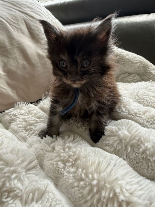 Kittens Maine Coon girl and boy - Image 4 of 5