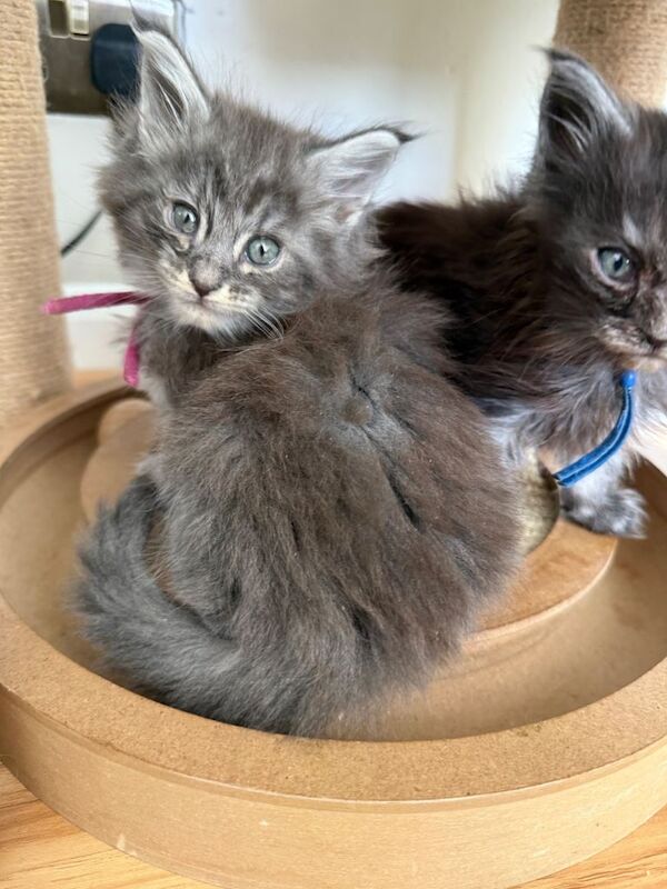 Kittens Maine Coon girl and boy - Image 5 of 5