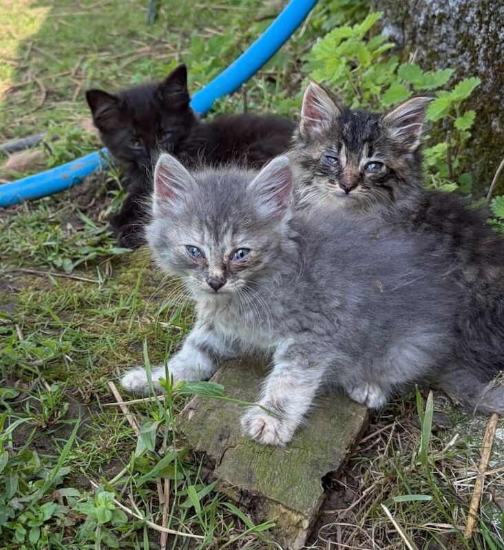 Kittens Maine Coon x Siamese x Snowshoe