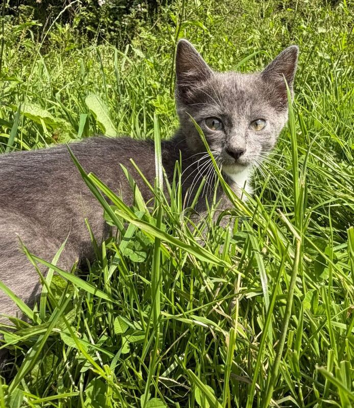 Kittens Maine Coon x Siamese x Snowshoe - Image 3 of 4