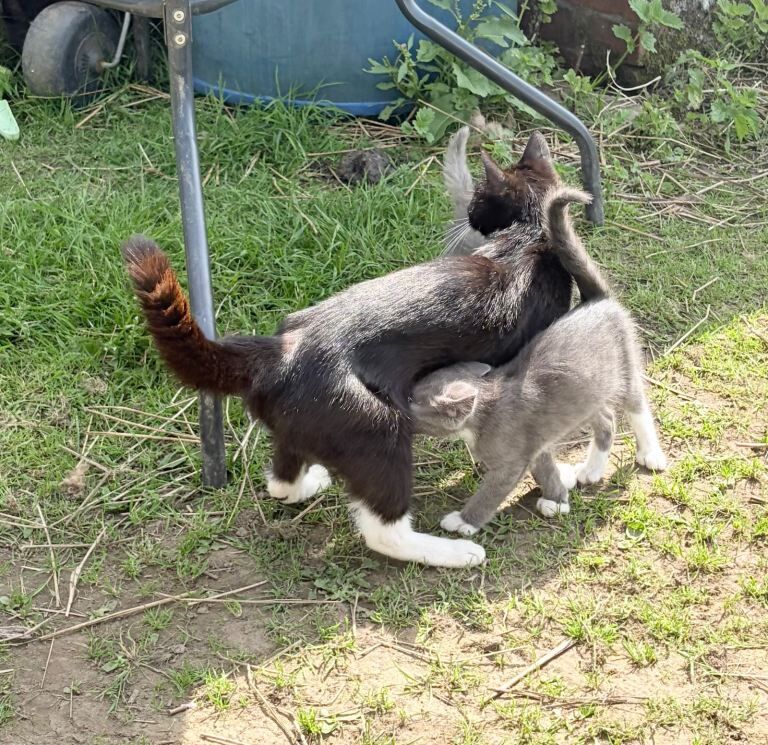 Kittens Maine Coon x Siamese x Snowshoe - Image 4 of 4