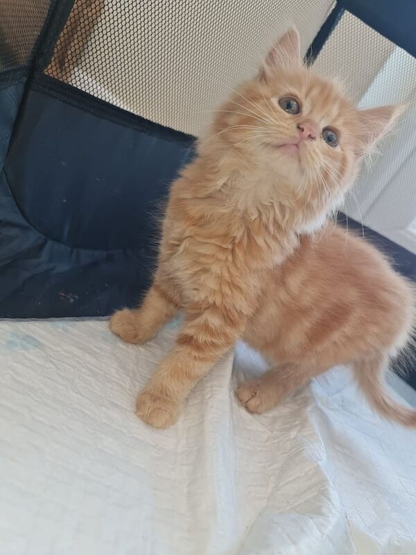 Maine Coon kittens for sale in Towcester, Northamptonshire – 8 weeks old