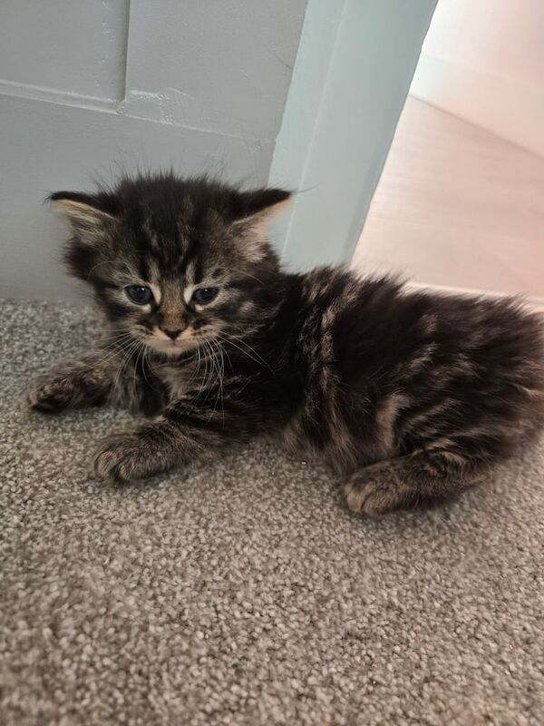 Maine Coon kittens for sale in Pudsey, West Yorkshire – 8 weeks old