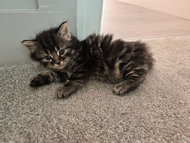 Kittens ready to leave now - Image 2 of 3