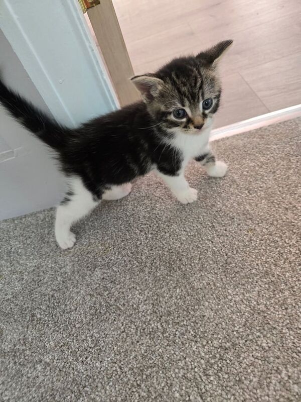 Kittens ready to leave now - Image 3 of 3