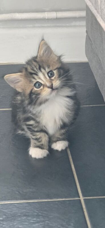 Kittens ready to leave now half main coon for sale in Mapperley, Nottinghamshire