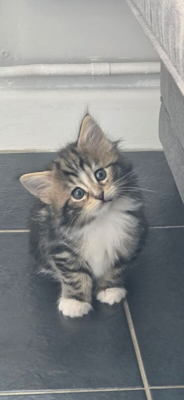 Kittens ready to leave now half main coon for sale in Mapperley, Nottinghamshire - Image 2