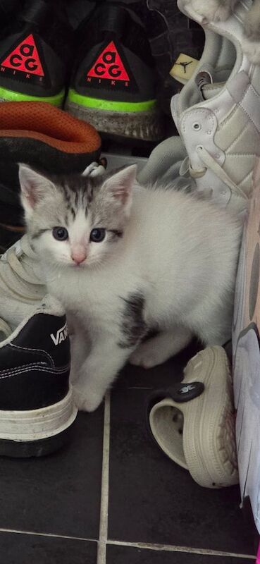 Kittens ready to leave now half main coon for sale in Mapperley, Nottinghamshire - Image 3