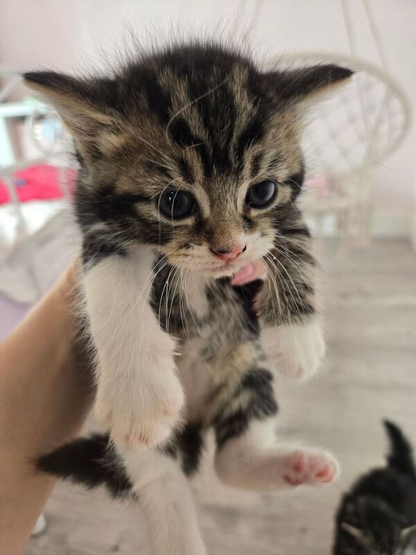 Maine Coon kittens for sale in Pudsey, West Yorkshire – 9 weeks old