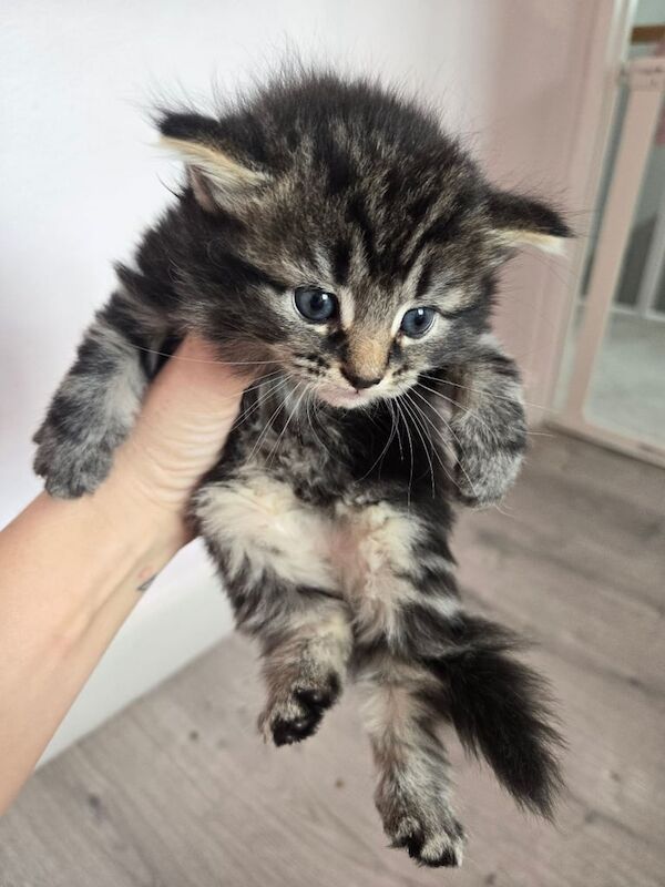 Maine Coon kittens for sale in Pudsey, West Yorkshire – 9 weeks old - Image 2 of 3