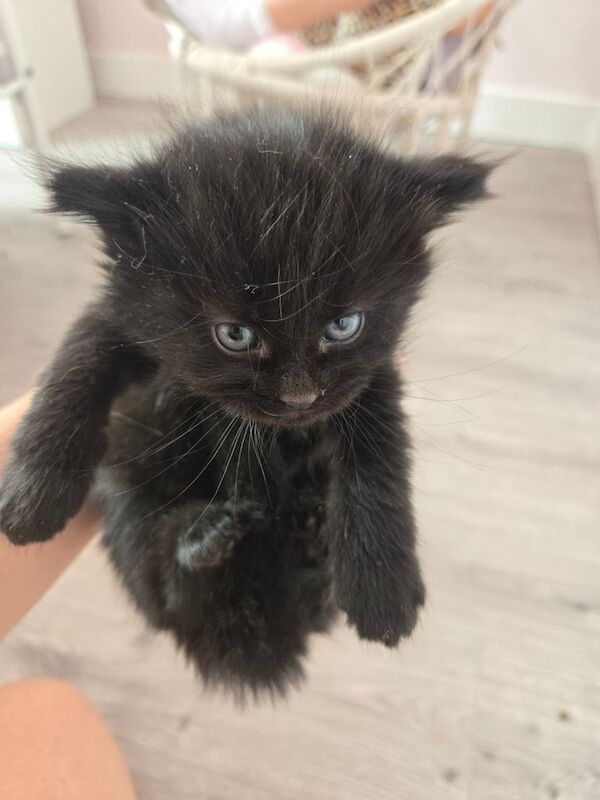 Maine Coon kittens for sale in Pudsey, West Yorkshire – 9 weeks old - Image 3 of 3