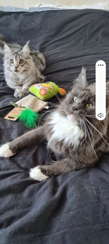 Maine Coon kittens for sale in Dagenham, Greater London – 6 months old