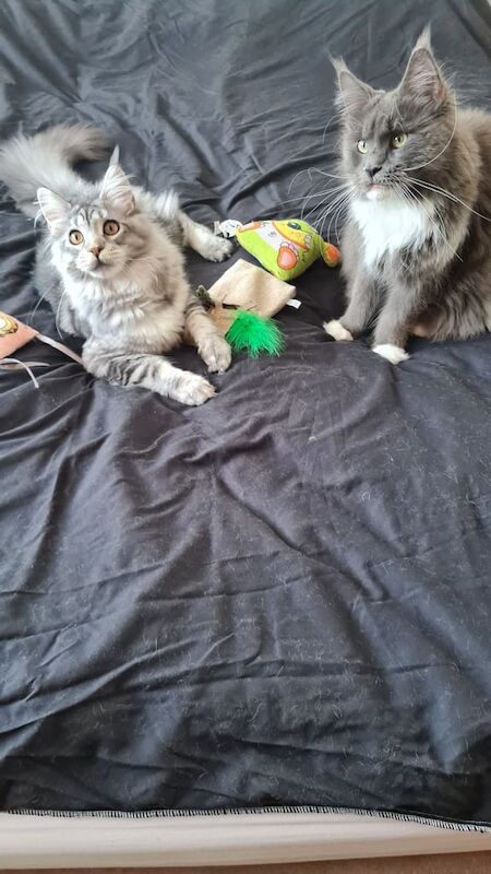 Maine Coon kittens for sale in Dagenham, Greater London – 6 months old - Image 2 of 3
