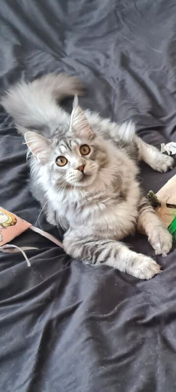 Maine Coon kittens for sale in Dagenham, Greater London – 6 months old - Image 3 of 3