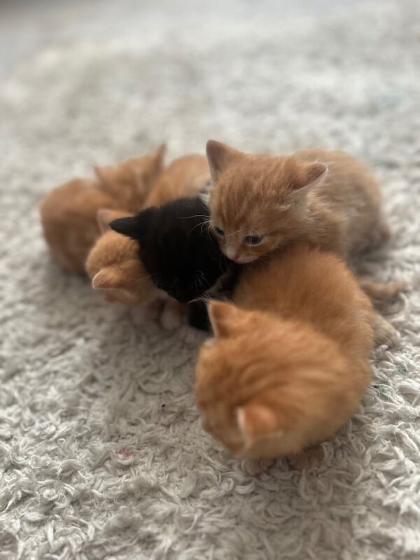 Maine Coon kittens for sale in Eastbourne, East Sussex – 8 weeks old