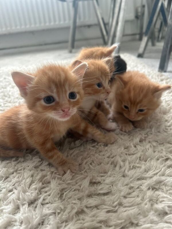 Maine Coon kittens for sale in Eastbourne, East Sussex – 8 weeks old - Image 2 of 3