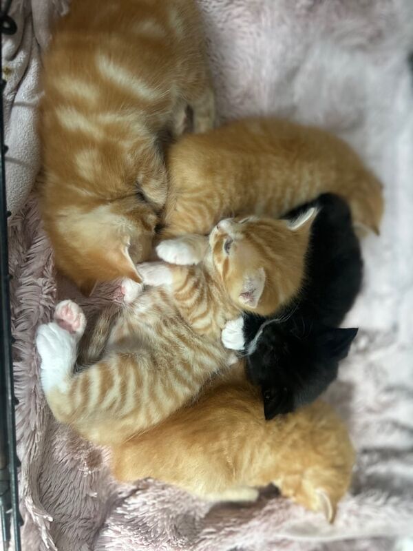 Maine Coon kittens for sale in Eastbourne, East Sussex – 8 weeks old - Image 3 of 3