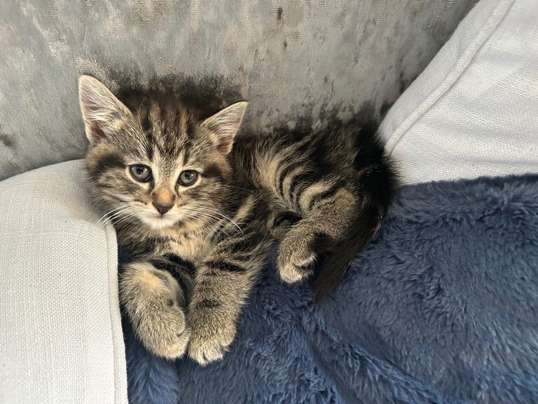 Kittens, two females for sale in Angmering, West Sussex