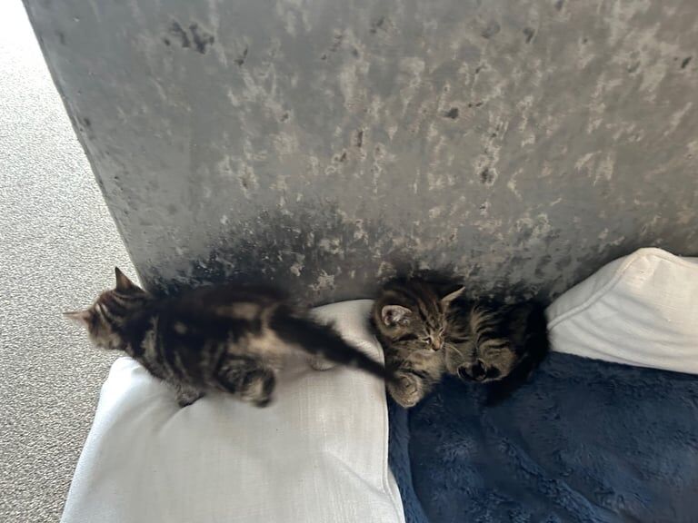 Kittens, two females for sale in Angmering, West Sussex | Image 2