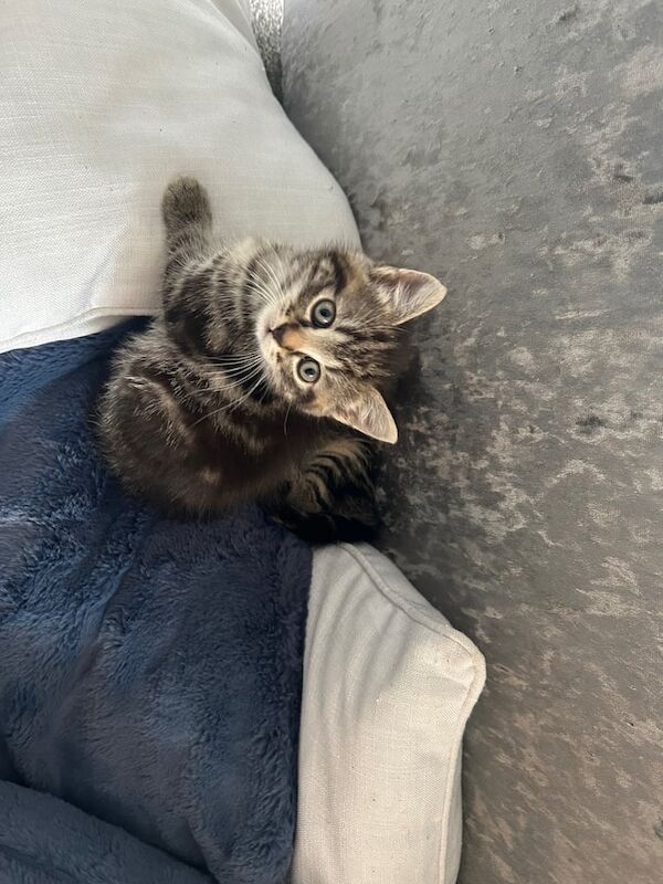 Kittens, two females for sale in Angmering, West Sussex | Image 3