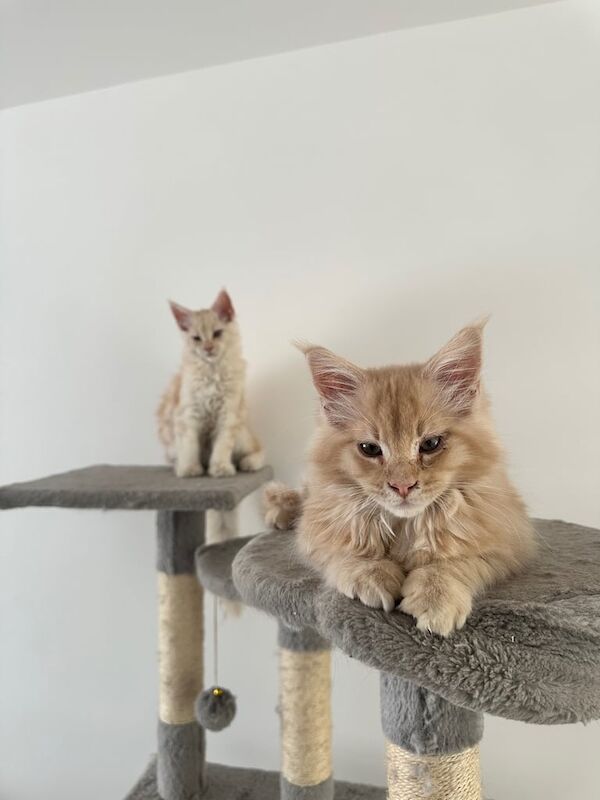 Large Male Pure Breed Maine coon kittens for sale in Coventry, West Midlands