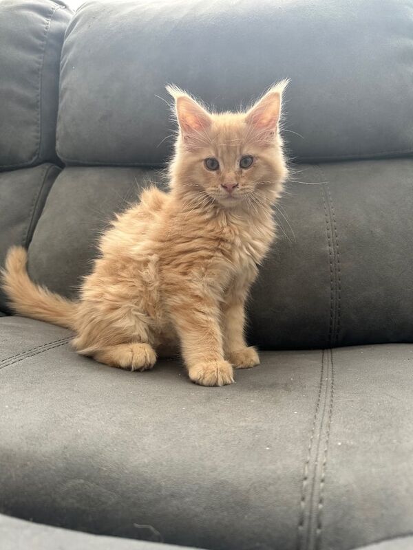Large Male Pure Breed Maine coon kittens for sale in Coventry, West Midlands | Image 2