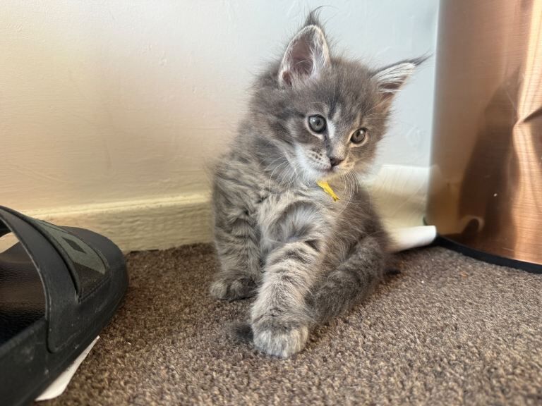 Maine Coon kittens for sale in Highgate, West Midlands – 8 weeks old