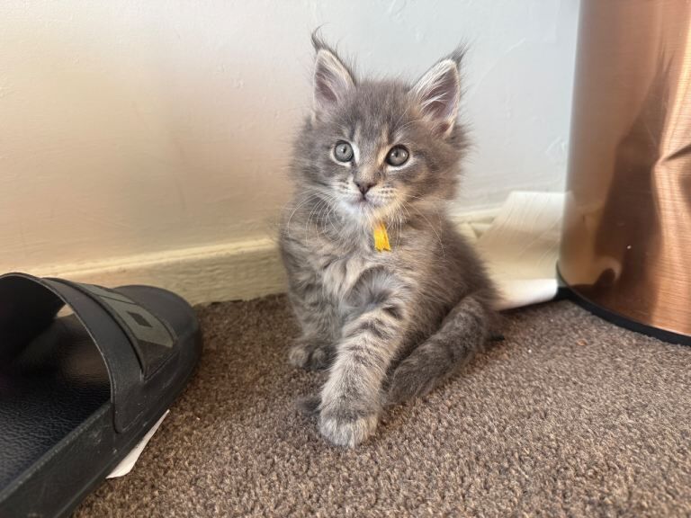 Maine Coon kittens for sale in Highgate, West Midlands – 8 weeks old - Image 2 of 4