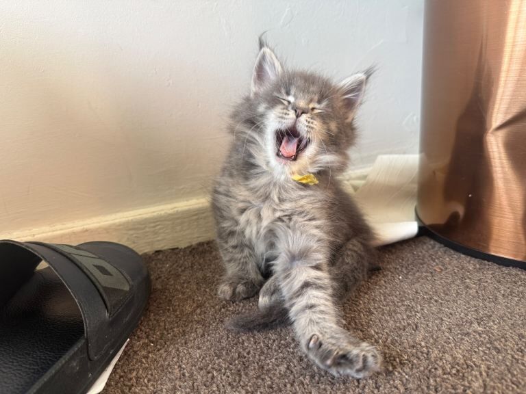 Maine Coon kittens for sale in Highgate, West Midlands – 8 weeks old - Image 3 of 4