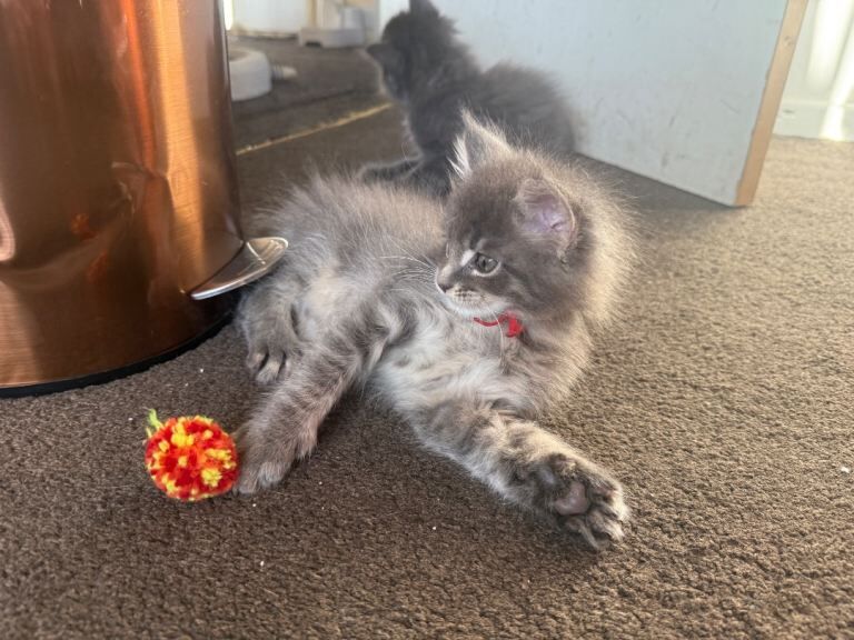 Maine Coon kittens for sale in Highgate, West Midlands – 8 weeks old - Image 4 of 4