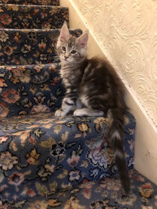 Last boy 12 week old Mainecoon kitten ready now