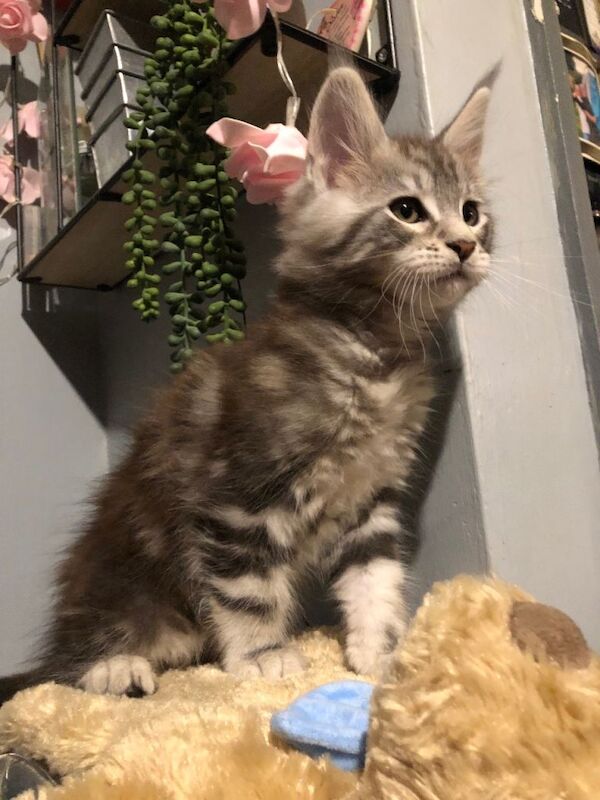 Last boy 12 week old Mainecoon kitten ready now - Image 2 of 5
