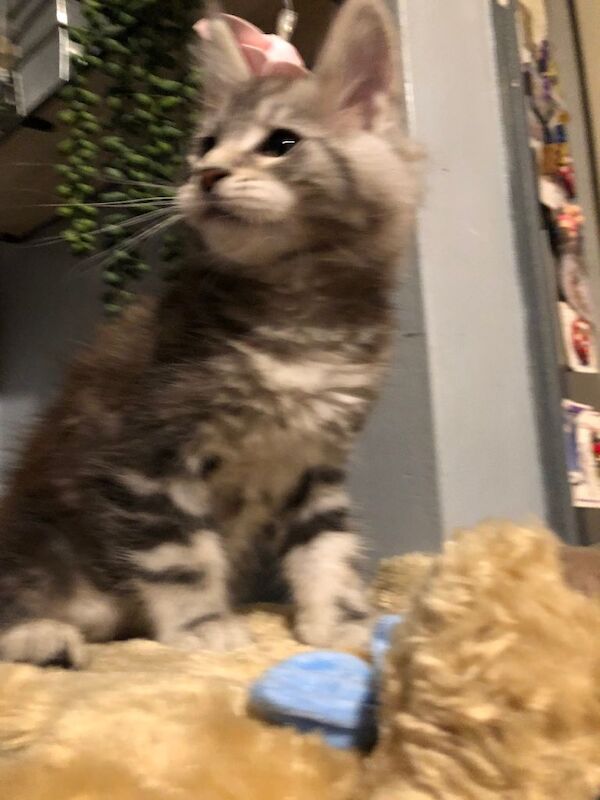 Last boy 12 week old Mainecoon kitten ready now - Image 3 of 5