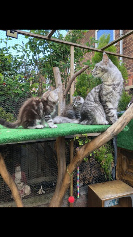 Last boy 12 week old Mainecoon kitten ready now - Image 4 of 5