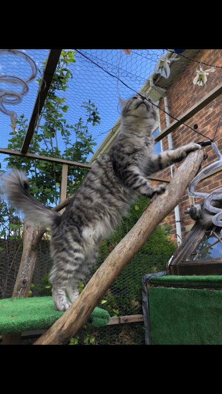 Last boy 12 week old Mainecoon kitten ready now - Image 5 of 5