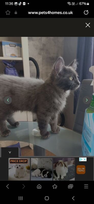 Last gorgeous maincoone boy for sale in Middlesbrough, North Yorkshire