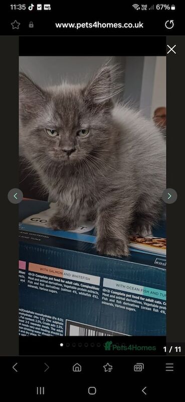 Last gorgeous maincoone boy for sale in Middlesbrough, North Yorkshire | Image 2